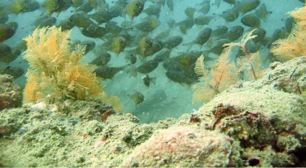 SPEAK UP: Coffs Coast could be in line for the state’s fifth artificial reef. SPEAK UP: Coffs Coast could be in line for the state’s fifth artificial reef.
